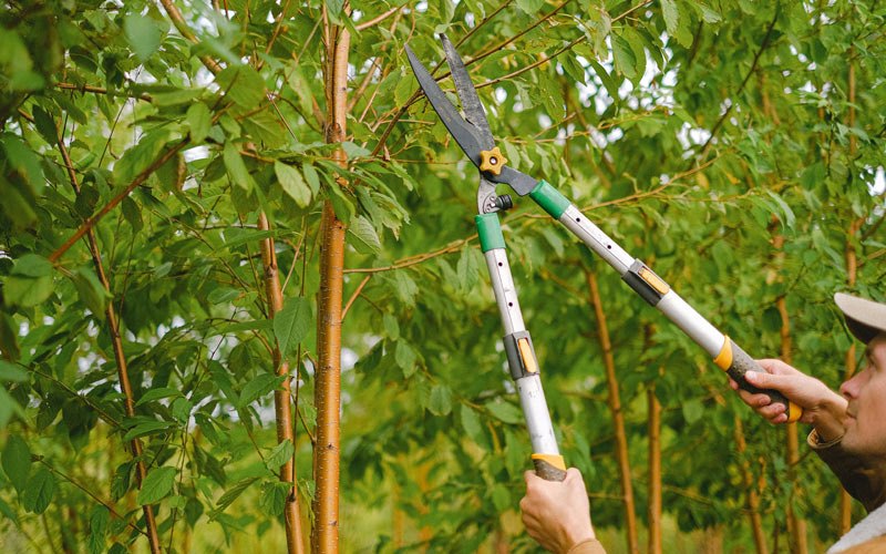 Tree trimming in Theresa, NY